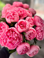 Fresh Peony