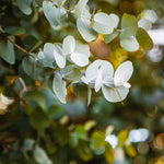 Eucalyptus