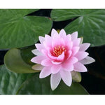 Fresh Lotus